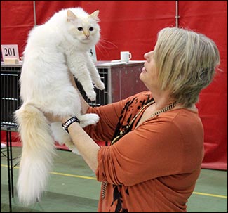 Tiger (PR S*Respons Great Lover) blir bedömd av domaren på kattutställning i Letohallen, Dal (Råholt/Norge), som Adelkatten hade anordnat, 2012-11-25.