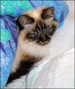 Bullit (2004-02-07). Bullit (2004-02-07).
