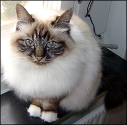 Bullit (2005-02-05). Bullit (2005-02-05).