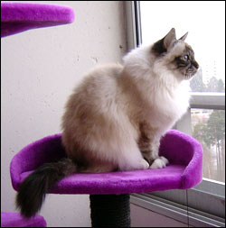 Bullit (2006-04-30). Bullit (2006-04-30).