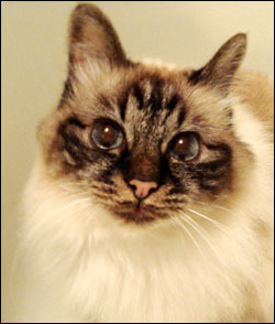 Bullit (2007-10-06). Bullit (2007-10-06).