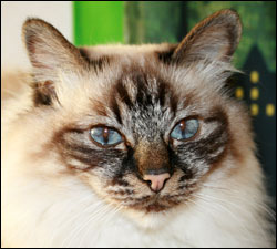 Bullit (2008-04-29). Bullit (2008-04-29).