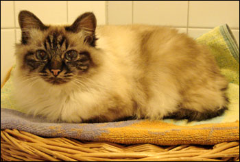 Bullit (2008-01-13). Bullit (2008-01-13).