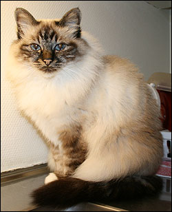 Bullit (2008-08-15). Bullit (2008-08-15).