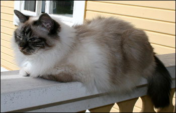 Bullit (2008-07-23). Bullit (2008-07-23).