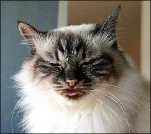 Bullit (2011-04-24). Bullit (2011-04-24).
