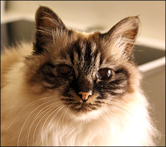 Bullit (2012-04-22). Bullit (2012-04-22).