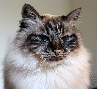 Bullit (2012-06-12). Bullit (2012-06-12).