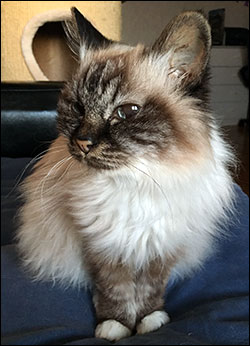 Bullit, 2017-03-01. Bullit, 2017-03-01.