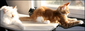 Tiger och Millwall (2010-11-05). Tiger och Millwall (2010-11-05).