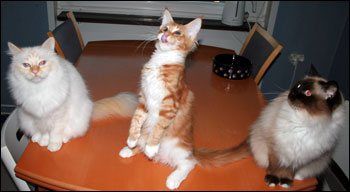 Tiger, Millwall och Kulan (2010-11-07). Tiger, Millwall och Kulan (2010-11-07).