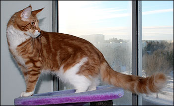 Millwall, 27 veckor (2011-01-23). Millwall, 27 veckor (2011-01-23).