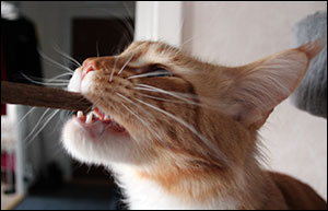 Millwall, Cat Sticks är mumma (2012-02-19). Millwall, Cat Sticks är mumma (2012-02-19).