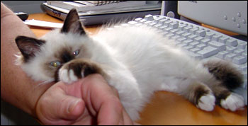 Kulan (2004-06-07). Kulan (2004-06-07).