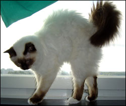Kulan (2004-09-04). Kulan (2004-09-04).