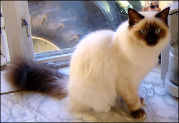 Kulan (2004-10-01). Kulan (2004-10-01).