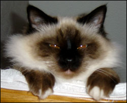 Kulan (2004-11-08). Kulan (2004-11-08).
