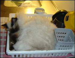Kulan (2005-01-05). Kulan (2005-01-05).