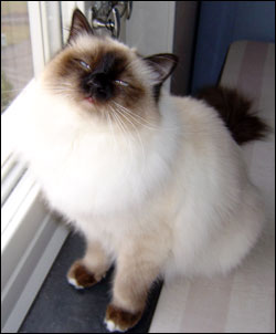 Kulan (2005-01-16). Kulan (2005-01-16).