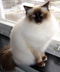 Kulan (2005-02-05). Kulan (2005-02-05).