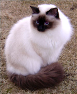 Kulan (2005-03-27). Kulan (2005-03-27).