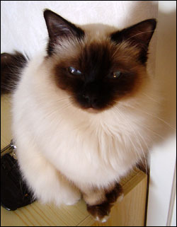 Kulan (2005-06-01). Kulan (2005-06-01).