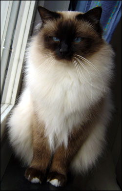 Kulan (2005-11-27). Kulan (2005-11-27).