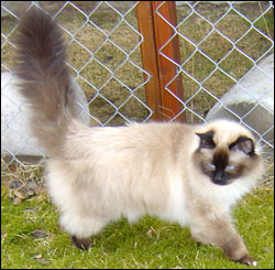 Kulan (2006-04-17). Kulan (2006-04-17).