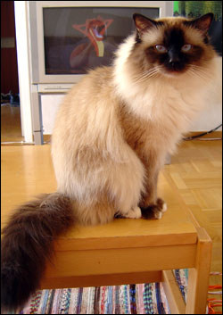 Kulan (2006-04-23). Kulan (2006-04-23).