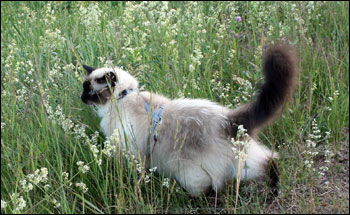 Kulan (2008-06-23). Kulan (2008-06-23).