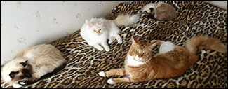 Kulan, Tiger, Millwall och Bullit vilar tillsammans (2011-09-28). Kulan, Tiger, Millwall och Bullit vilar tillsammans (2011-09-28).