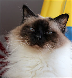Kulan (2012-02-19). Kulan (2012-02-19).