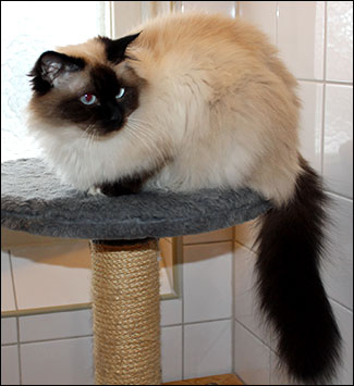 Kulan (2012-12-22). Kulan (2012-12-22).