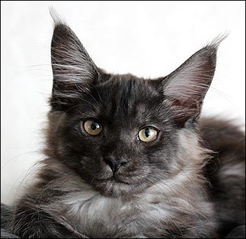 Lucifer (N Gentle Powers Ferrari), 2013-06-09. Lucifer (N Gentle Powers Ferrari), 2013-06-09.