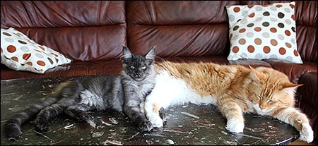 Lucifer (N Gentle Powers Ferrari) och Millwall (IC S*Divine Coon's Dolce Gabbana) ligger och slappar på bordet hos syrran i Munkfors, 2013-07-01. Lucifer (N Gentle Powers Ferrari) och Millwall (IC S*Divine Coon's Dolce Gabbana) ligger och slappar på bordet hos syrran i Munkfors, 2013-07-01.