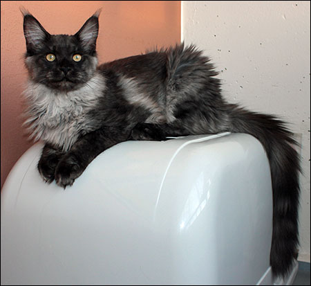 Lucifer (N) Gentle Powers Ferrari, male/neuter, MCO ns, 2013-08-07. Lucifer (N) Gentle Powers Ferrari, male/neuter, MCO ns, 2013-08-07.