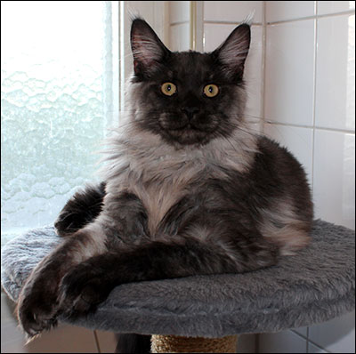Lucifer (N) Gentle Powers Ferrari, male/neuter, MCO ns, 2013-08-10. Lucifer (N) Gentle Powers Ferrari, male/neuter, MCO ns, 2013-08-10.