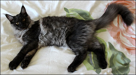Lucifer (N) Gentle Powers Ferrari, male/neuter, MCO ns, 2013-08-21. Lucifer (N) Gentle Powers Ferrari, male/neuter, MCO ns, 2013-08-21.