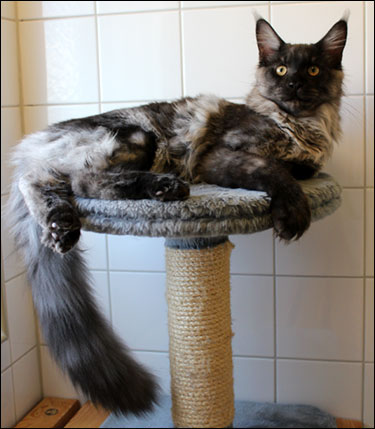 Lucifer (N) Gentle Powers Ferrari, male/neuter, MCO ns, 2013-09-15. Lucifer (N) Gentle Powers Ferrari, male/neuter, MCO ns, 2013-09-15.