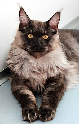 Lucifer (N) Gentle Powers Ferrari, male/neuter, MCO ns, 2013-09-21. Lucifer (N) Gentle Powers Ferrari, male/neuter, MCO ns, 2013-09-21.