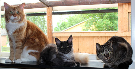 Millwall, Lucifer och Simba poserar i fönstret hos Janne i Orsa, 2013-06-20.
