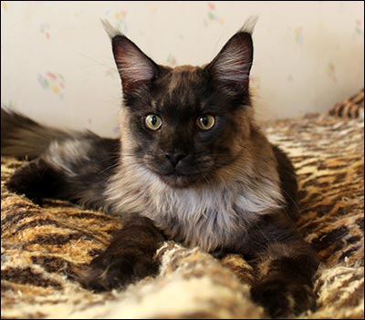 Lucifer (N) Gentle Powers Ferrari, male/neuter, MCO ns, 2013-10-18. Lucifer (N) Gentle Powers Ferrari, male/neuter, MCO ns, 2013-10-18.