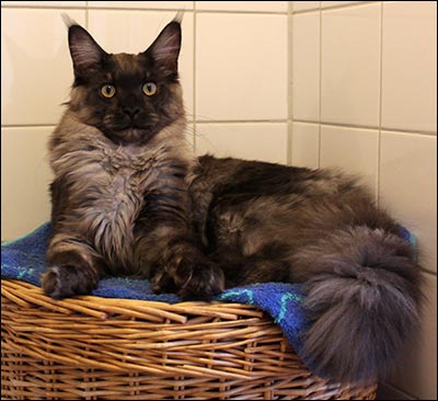 Lucifer (N) Gentle Powers Ferrari, male/neuter, MCO ns, 2013-10-26. Lucifer (N) Gentle Powers Ferrari, male/neuter, MCO ns, 2013-10-26.