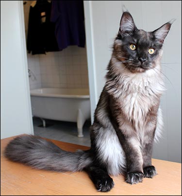 Lucifer (N) Gentle Powers Ferrari, male/neuter, MCO ns, 2013-10-27. Lucifer (N) Gentle Powers Ferrari, male/neuter, MCO ns, 2013-10-27.
