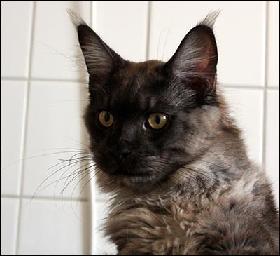 Lucifer (N) Gentle Powers Ferrari, male/neuter, MCO ns, 2013-10-27. Lucifer (N) Gentle Powers Ferrari, male/neuter, MCO ns, 2013-10-27.