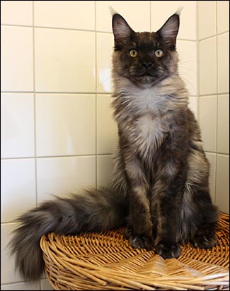 Lucifer (N) Gentle Powers Ferrari, male/neuter, MCO ns, 2013-11-01. Lucifer (N) Gentle Powers Ferrari, male/neuter, MCO ns, 2013-11-01.