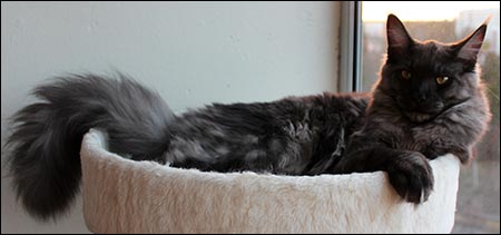 Lucifer (N) Gentle Powers Ferrari, male/neuter, MCO ns, 2013-12-22. Lucifer (N) Gentle Powers Ferrari, male/neuter, MCO ns, 2013-12-22.