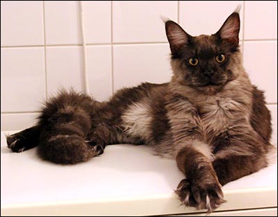 Lucifer (N) Gentle Powers Ferrari, male/neuter, MCO ns, 2013-12-31. Lucifer (N) Gentle Powers Ferrari, male/neuter, MCO ns, 2013-12-31.
