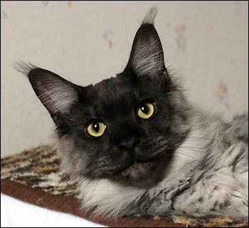 Lucifer (N) Gentle Powers Ferrari, male/neuter, MCO ns, 2014-02-12. Lucifer (N) Gentle Powers Ferrari, male/neuter, MCO ns, 2014-02-12.