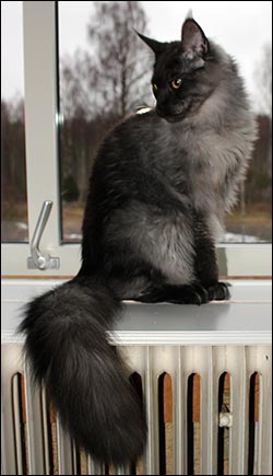 Lucifer (N) Gentle Powers Ferrari, male/neuter, MCO ns, i Munkfors, 2014-02-23. Lucifer (N) Gentle Powers Ferrari, male/neuter, MCO ns, i Munkfors, 2014-02-23.
